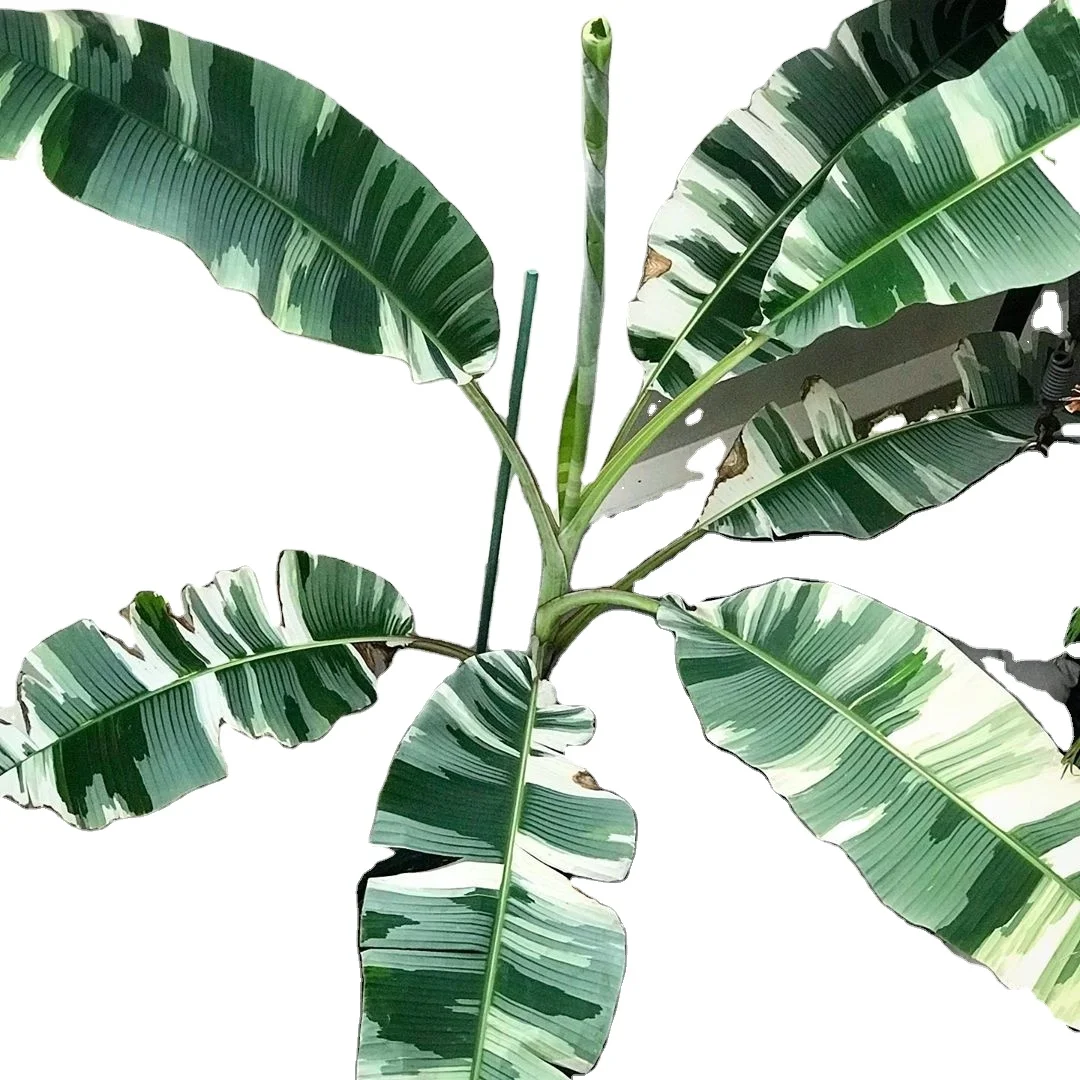 Лидер продаж, белое банановое растение musa, модный бонсай