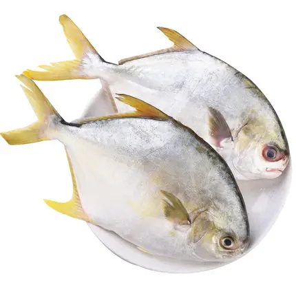 White Pomfret Golden Pomfret Good Quality Farming Fish FROZEN Water Preserved with 24 Months Shelf Life 10 Kg IQF Frozen