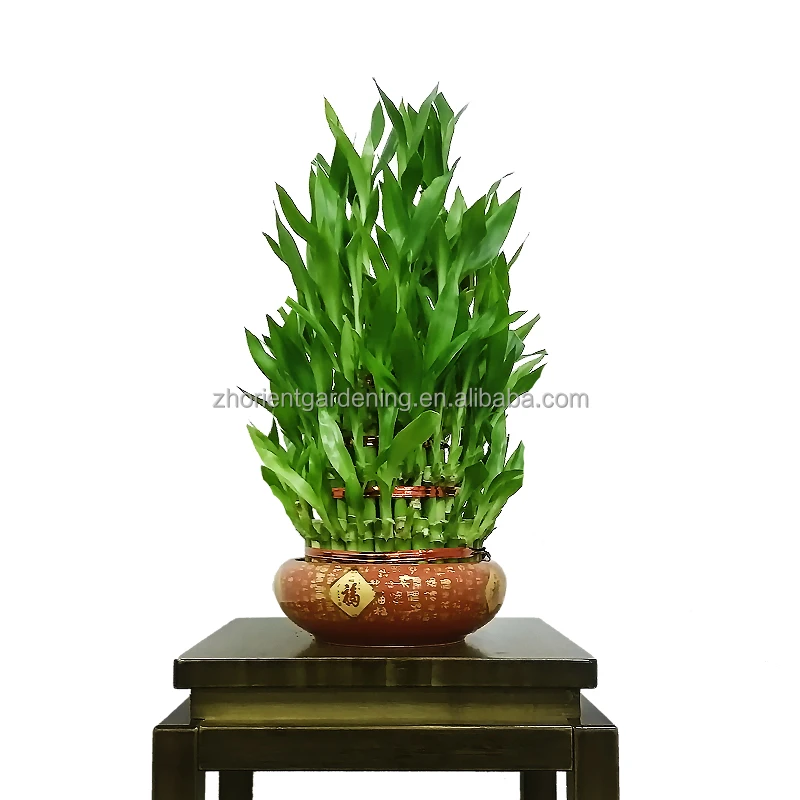 2021 Tower lucky bamboo wholesale Lucky Bamboo plant