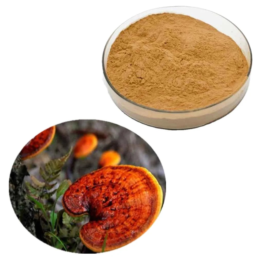 
anti cancer ganoderma lucidum red reishi mushroom Extract 