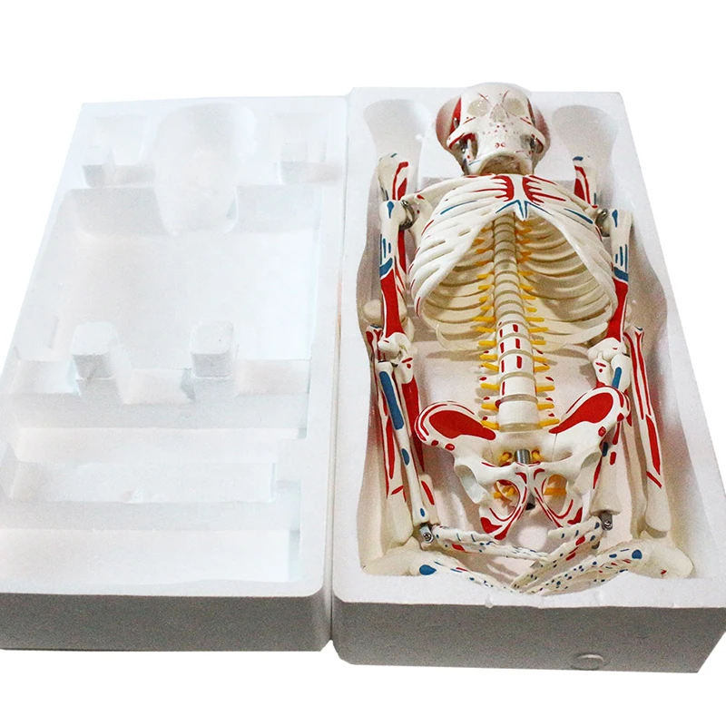 Human Simulation PVC Model Human Skeleton Anatomy Model 180cm With Colored Muscle And Ligament