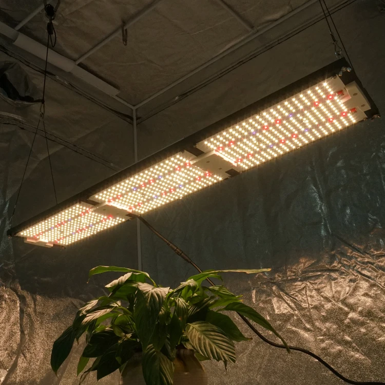  Король brite 2021 новейший водонепроницаемый led grow light 320W LM301H CREE XP-E2 660NM с УФ-фильтром IR