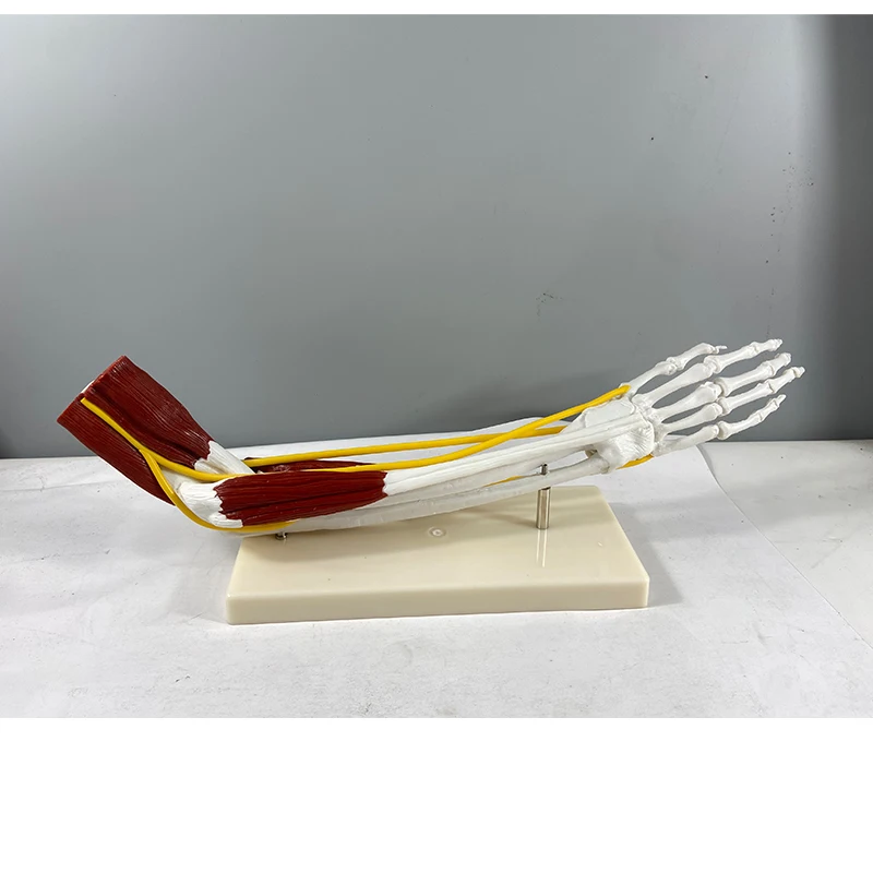 Human Skeletal Anatomy Model Hand Joint Ligament Muscle Model