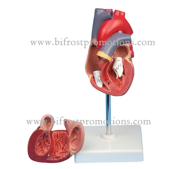 Upgraded  Laser-Etched Font 2-Part Life Size Medical Plastic Human Heart Anatomy Model