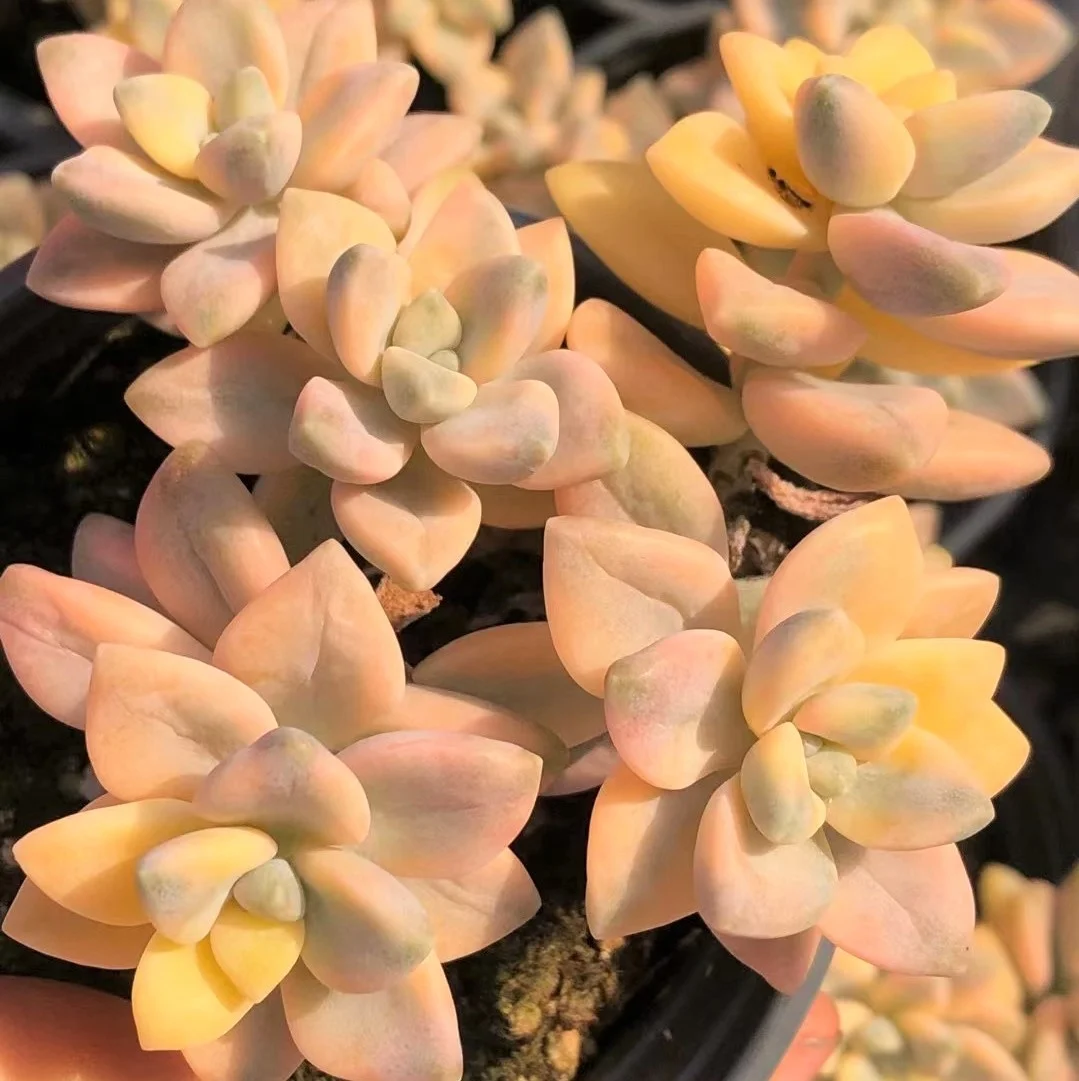 
Special ins promotion Succulent Haworthia truncata Hokusai natural live plants real succulent bonsai 