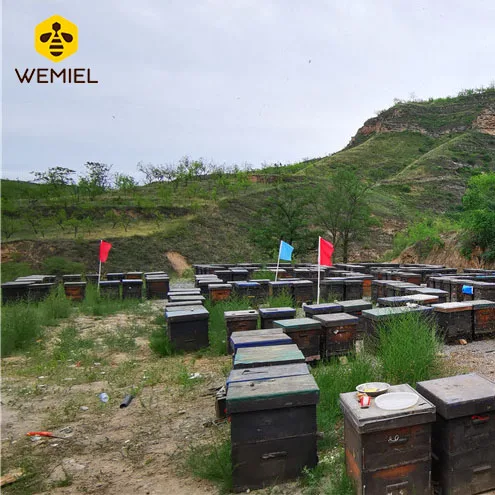 290kg Bulk Pure Buckwheat Honey Miel