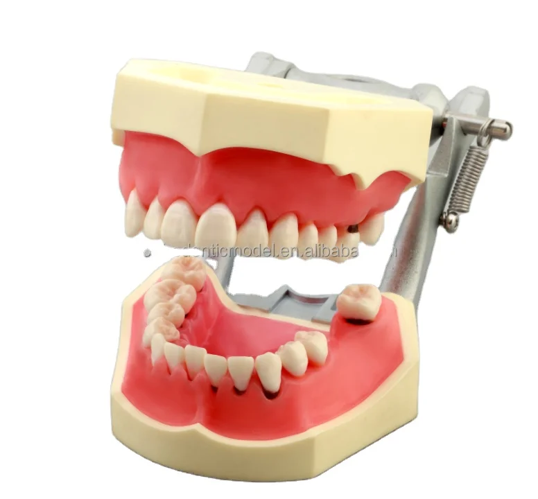 periodontal training model  simulated periodontal procedures scaling probing removable teeth and gums