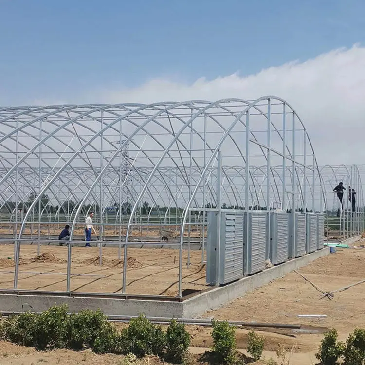 Factory customized popular tunnel greenhouse for sale  promotional walk in price film green house