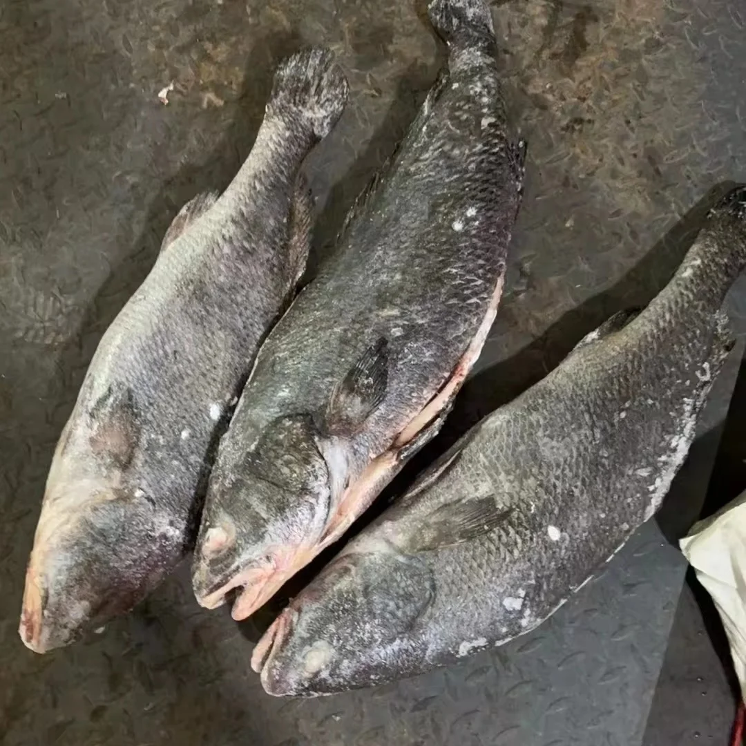 Yellow Croaker Fish Farming