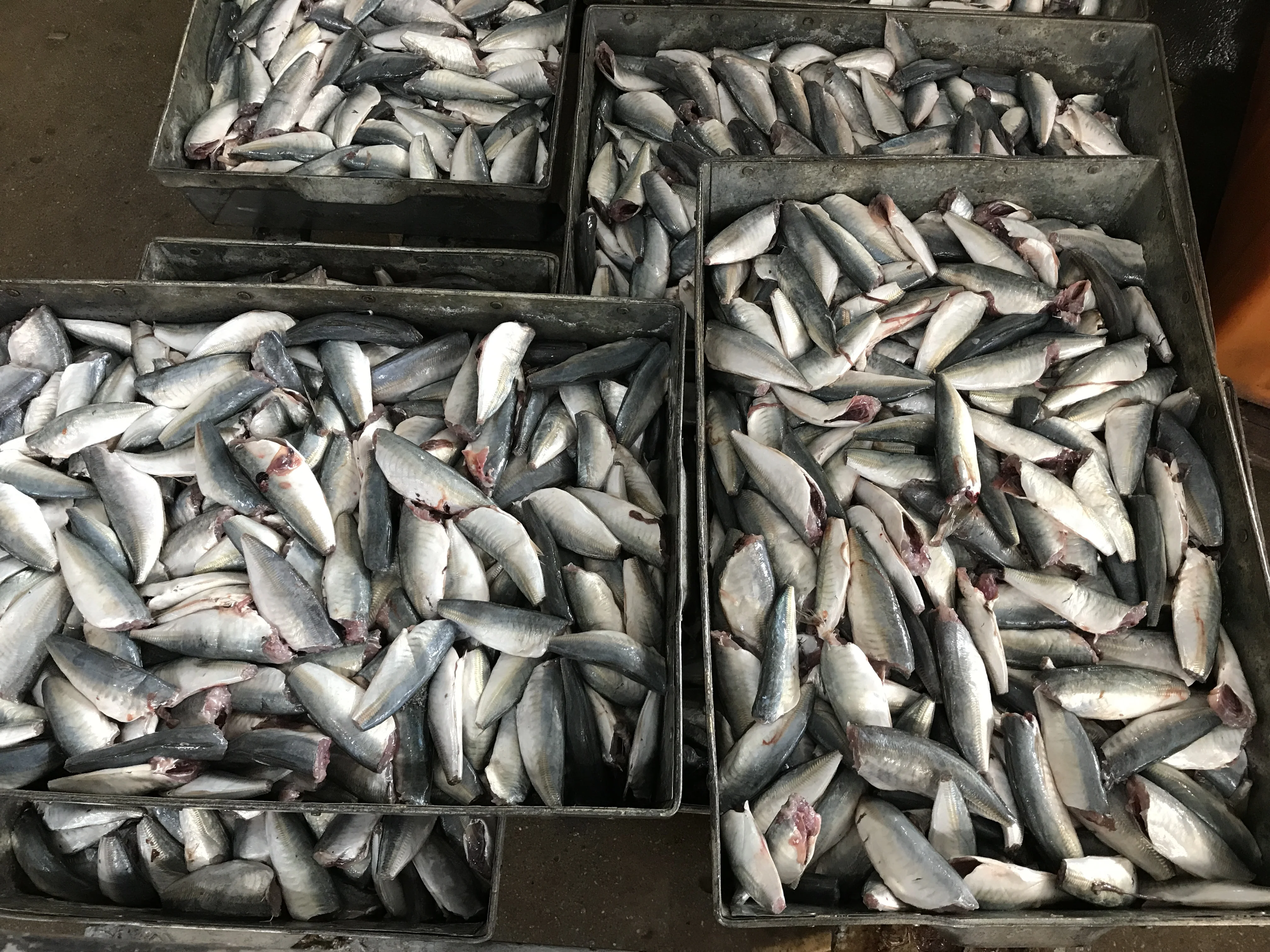 HGT Horse mackerel fish Chinese seafood head off tail off round scad 7-9cm 9-11cm frozen fish basa fish