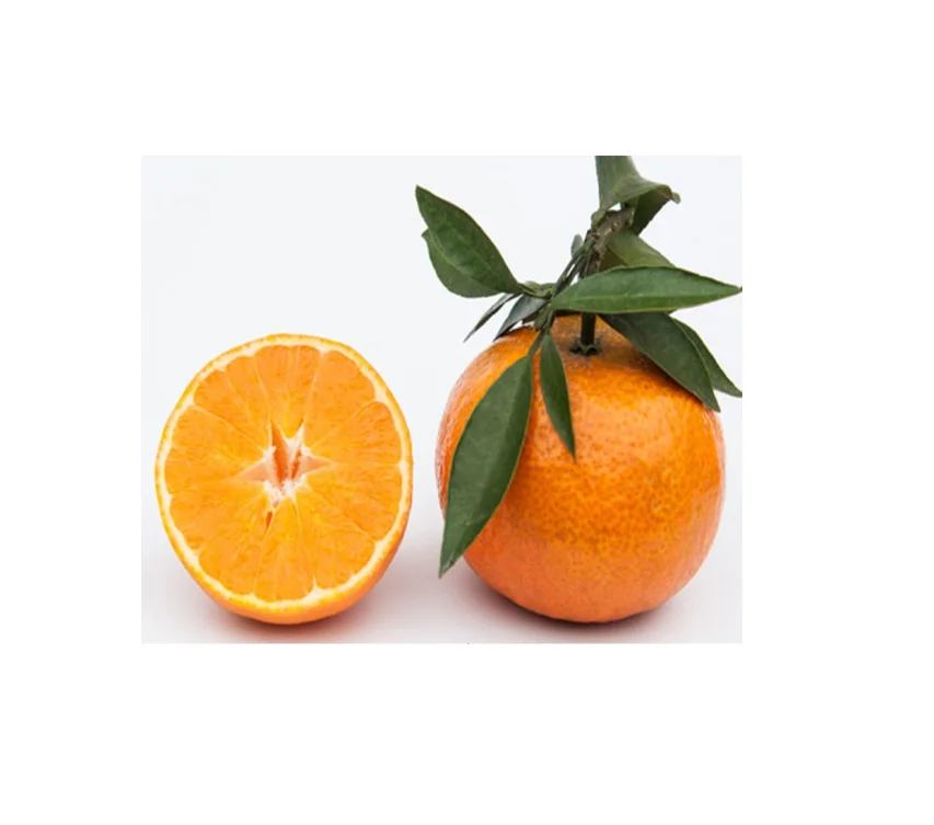 Fresh oranges Valencia and Navel Fresh Orange for sale