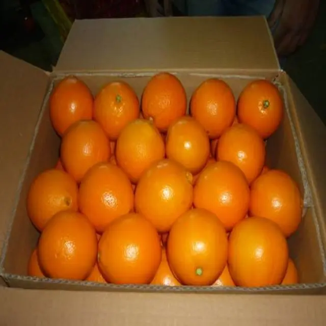 Oranges Sweet Citrus Fruits ( Navel - Valencia - Baladia ) packing ( 8 kg - 15 kg carton )