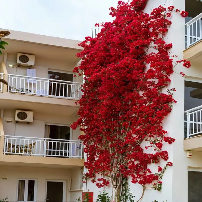 EG-G623 Silk Flowers Bougainvillea Artificial Triangle Plum Flower Bougainvillea For Wedding Decor