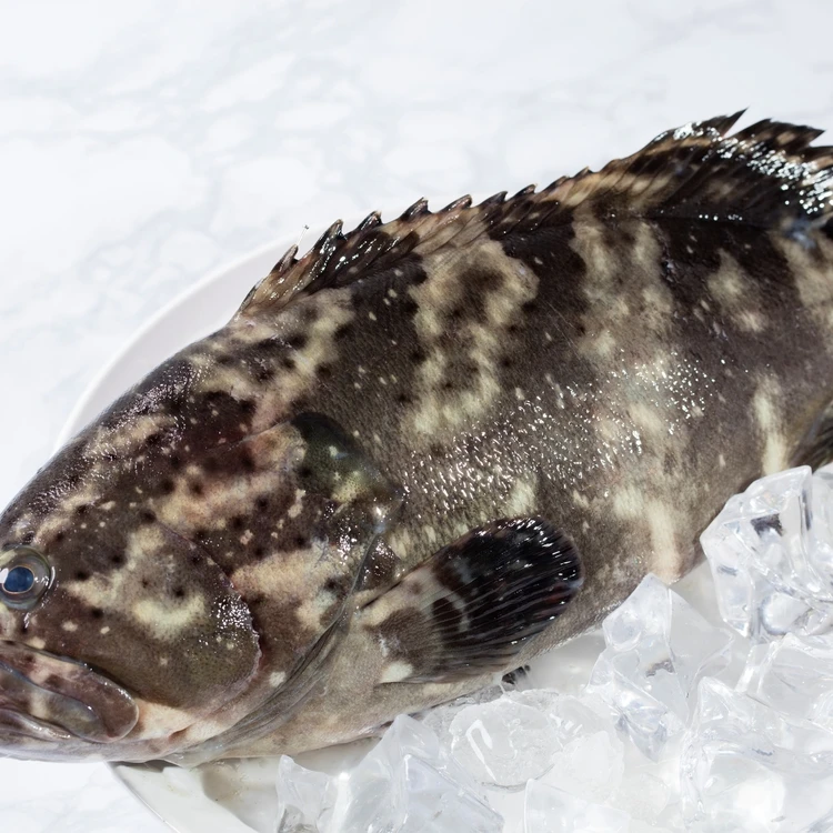 
Hot sale & high quality frozen grouper fish head fried with wine, sesame oil and soy sauce (cooked) 