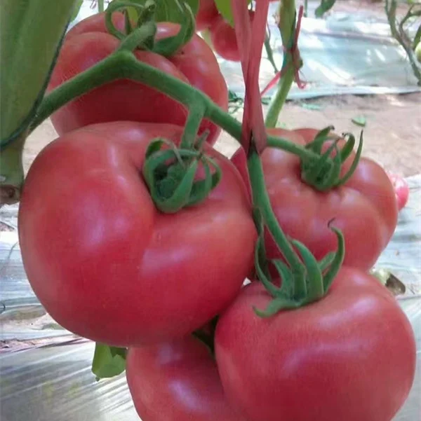 Yinong F1 hybrid high yield pink tomato seeds best price for sale