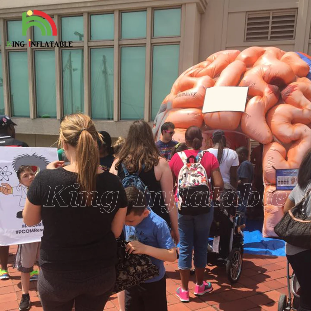 Medical Inflatables Brain Exhibit Human Organs Educational Models