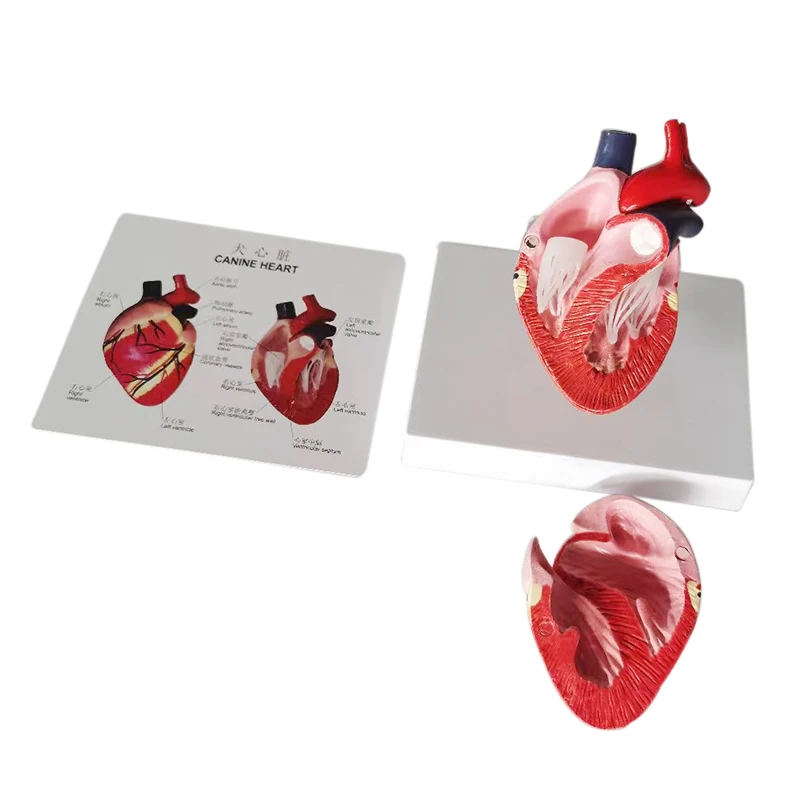 PVC artificial simulation canine bone elbow joint model for medical teaching