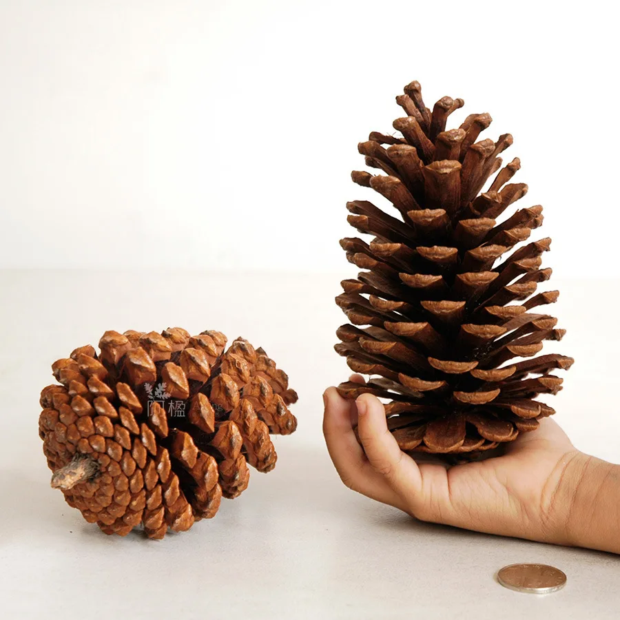 Christmas Pinecone Window Display Decoration Home Decoration 15cm American Pinecone Pine Tower