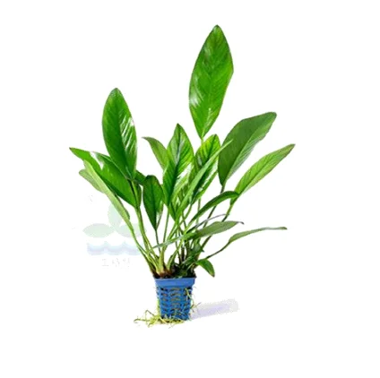 Anubias barter var. Миниатюрные аквариумные растения для украшения цветов аквариумное украшение с маленькой или большой квадратной чашкой