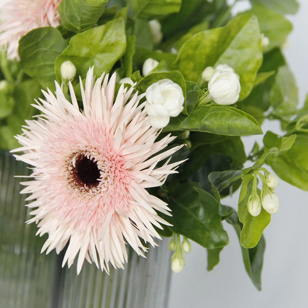 Competitive Price High Quality Jasmine Fresh Cut Flower For Home Wedding Decoration From China