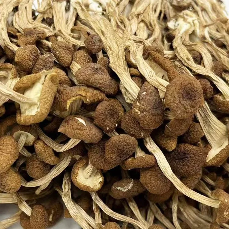 Cha shu gu rich nutrition dried Agrocybe Cylindracea mushrooms healthy food dried tea tree mushroom