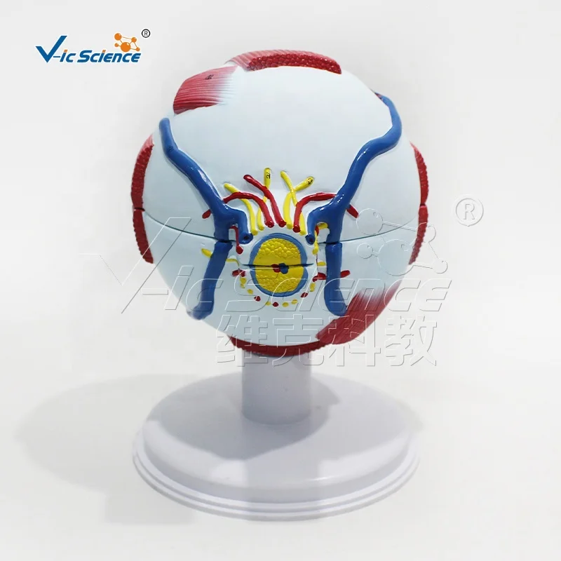 Eye 6 Parts human eye anatomy model eye anatomy model