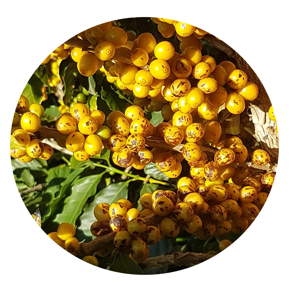 Premium Quality 100% Natural Green Arabica Coffee Bean Agricultural Products Green Coffee Bean For Export