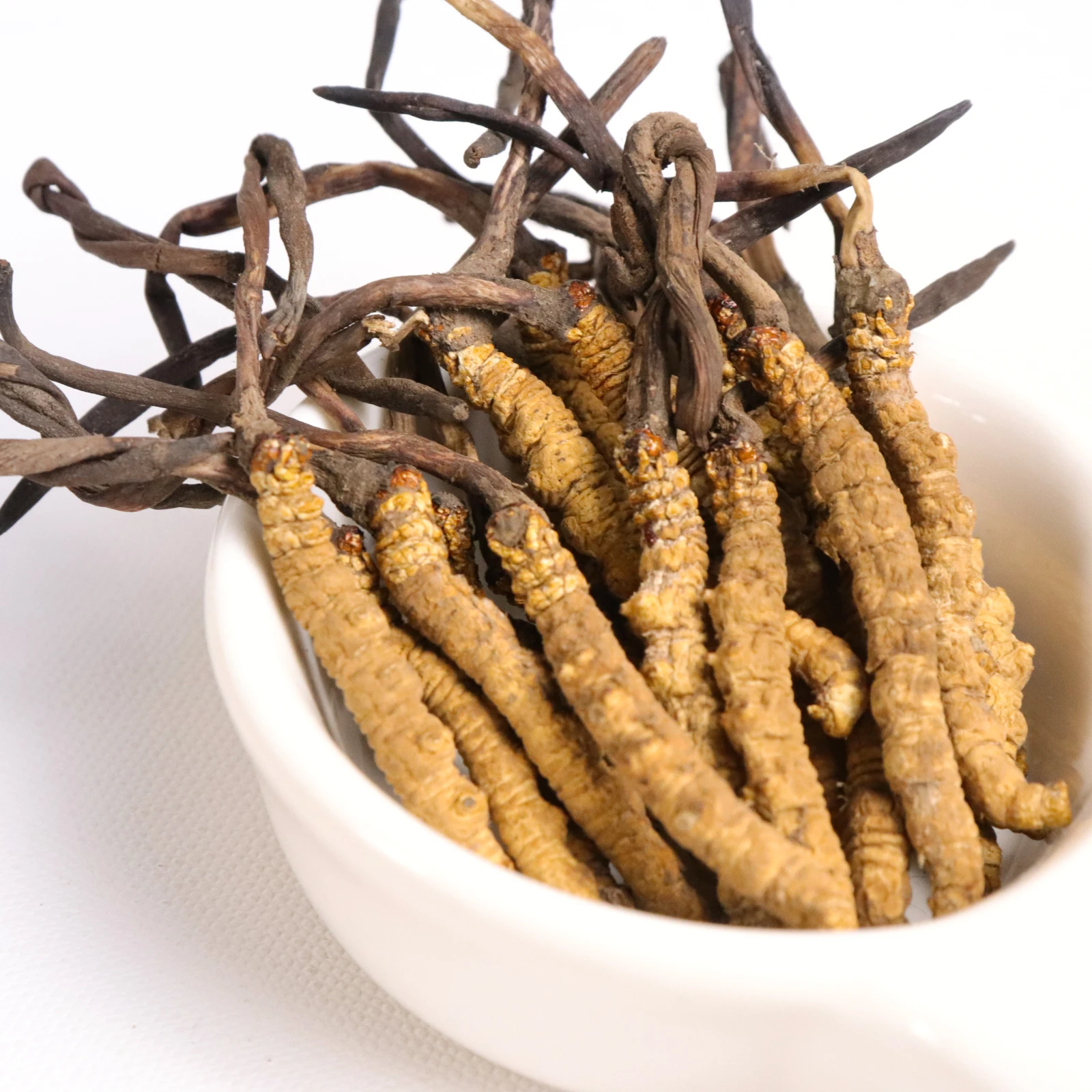 Bulk complex fresh dried cordycepin shitake mycelium whole teins cordyceps sinensis mushroom cordyceps militaris fungus