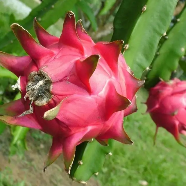  Свежий и полезный питхая или Клубничная груша из Вьетнама-фрукты сладкого красного дракона