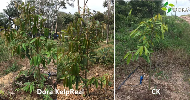 Fast Effect Seaweed Fertilizer 100% Water Soluble Fertilizer Foliar Fertilizer Super Sargassum (genus of kelp)