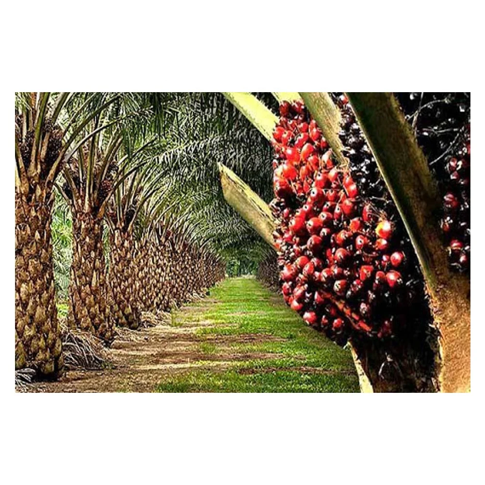 
High Quality 100% Pure And Bulk Refined Palm Oil For Sale 