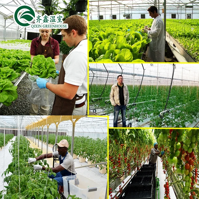 Low cost agricultural greenhouse for sale/tower garden/aduaponics
