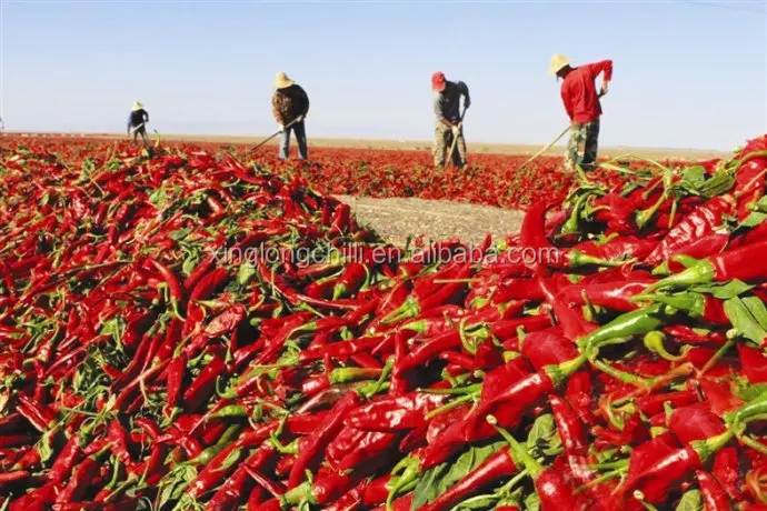 Best Quality Gujillos Chile for Mexico