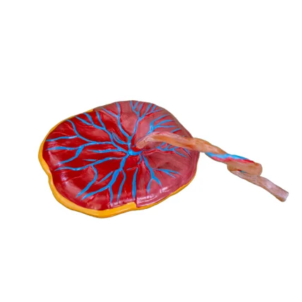 Анатомическая модель плаценты и пупочного шнура, Детская модель плаценты с пупочным шнуром для обучения уходу за ребенком