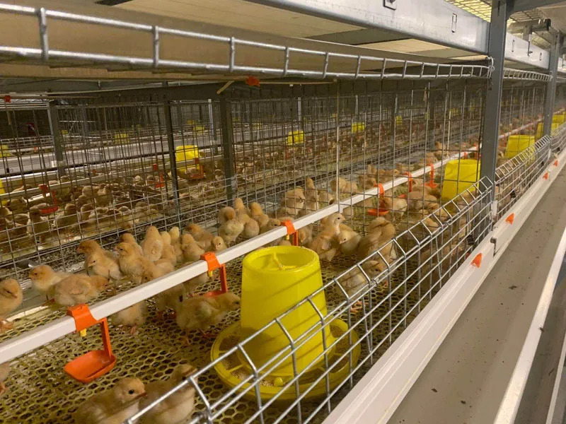 High Quality Poultry Farm Equipment Automatic Animal Feeder Chicken Farm Yellow Nipple Drinker for Chick Cage