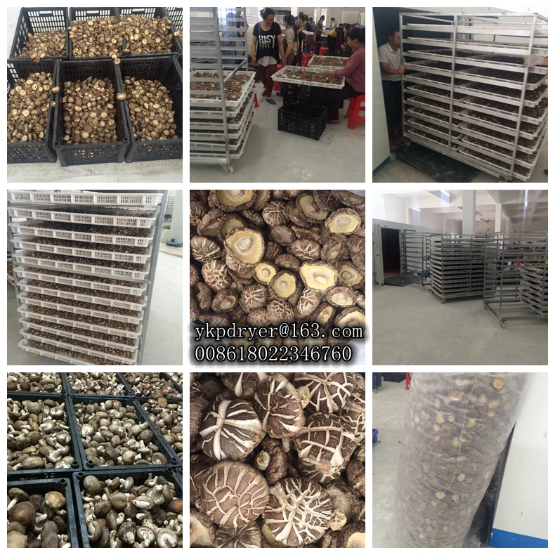Good quality Machine for drying sea food machinery to dry mushroom meat dryer