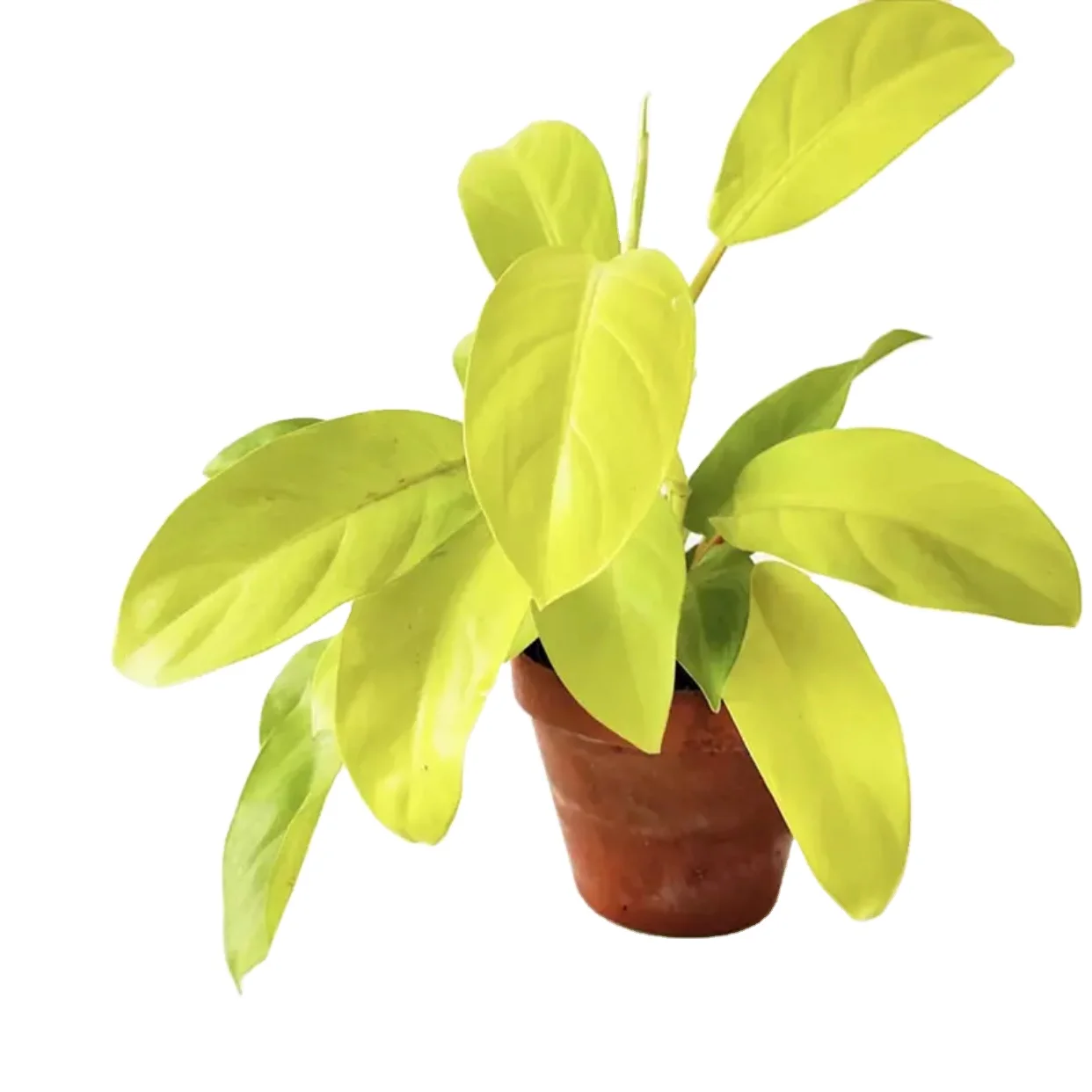 hot sale real plant nature plant malay gold Philodendron bonsai (1600293890611)