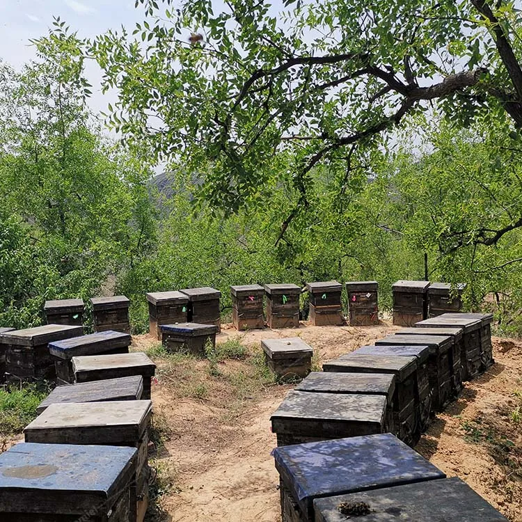 100% Pure Natural Black Forest Honey in Bulk 28kg