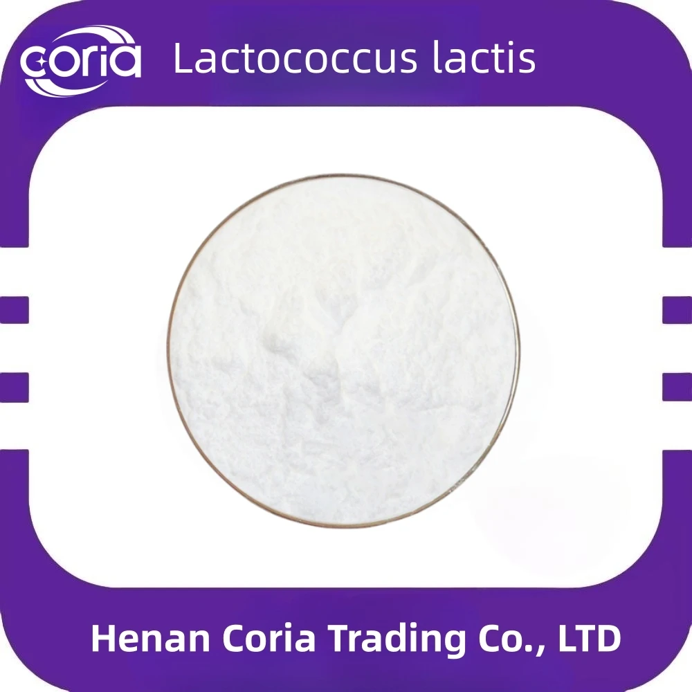 Probiotic Food Supplement Lactococcus Lactis Hot Sale Organic Lactococcus Lactis Low Price