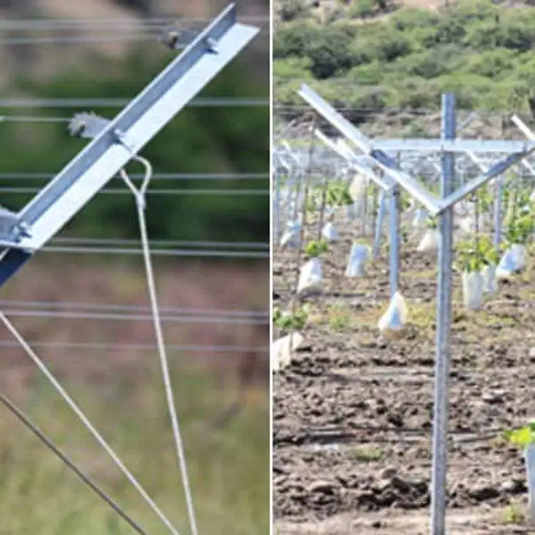 Robust Rust Proof Metal Grape Pole Pile/galvanized Steel Vineyard Pole