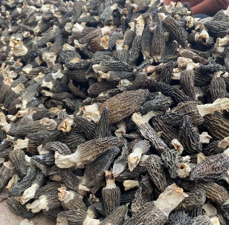 
In Bulk Supplying Great Hongos Texture Package Precio Price Wild Black Dried De Fresh Morchella Mushroom 