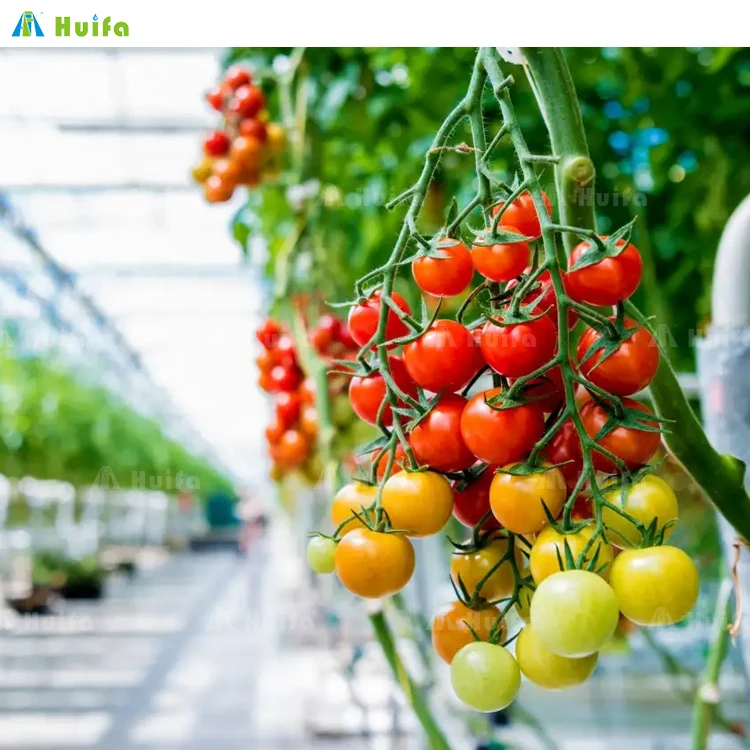 Commercial Single Multi Span Large Plastic Film Tunnel Greenhouse For Flower Vegetable Hydroponic Supplier