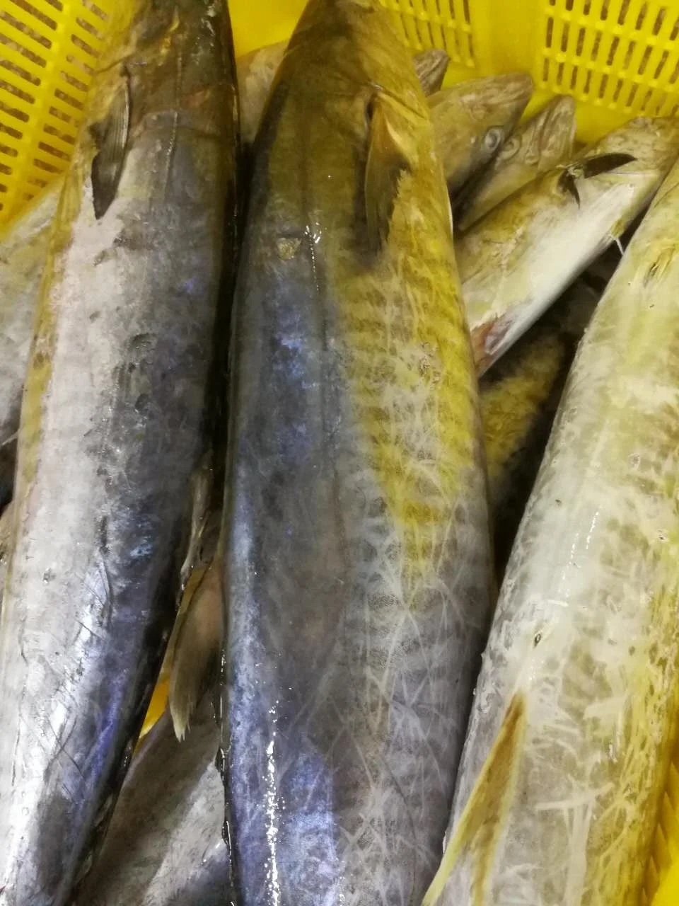 
Frozen Mackel Fish Frozen WR King Fish/Spanish Mackerel/Stripe Mackerel 