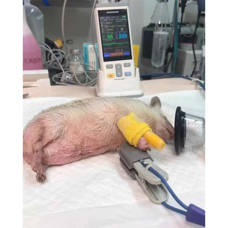 Veterinary Equipment PVC Disposable Sterile Dog Cat Pet Anesthesia Breathing Cups Animal Oxygen Mask Anesthesia Veterinary Mask