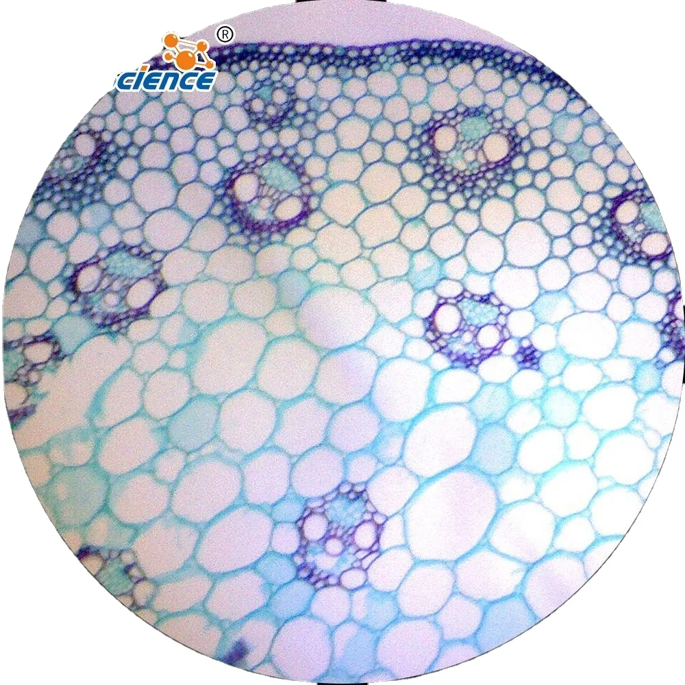 
Student Rice leaf cutting glass microscope prepared slides 