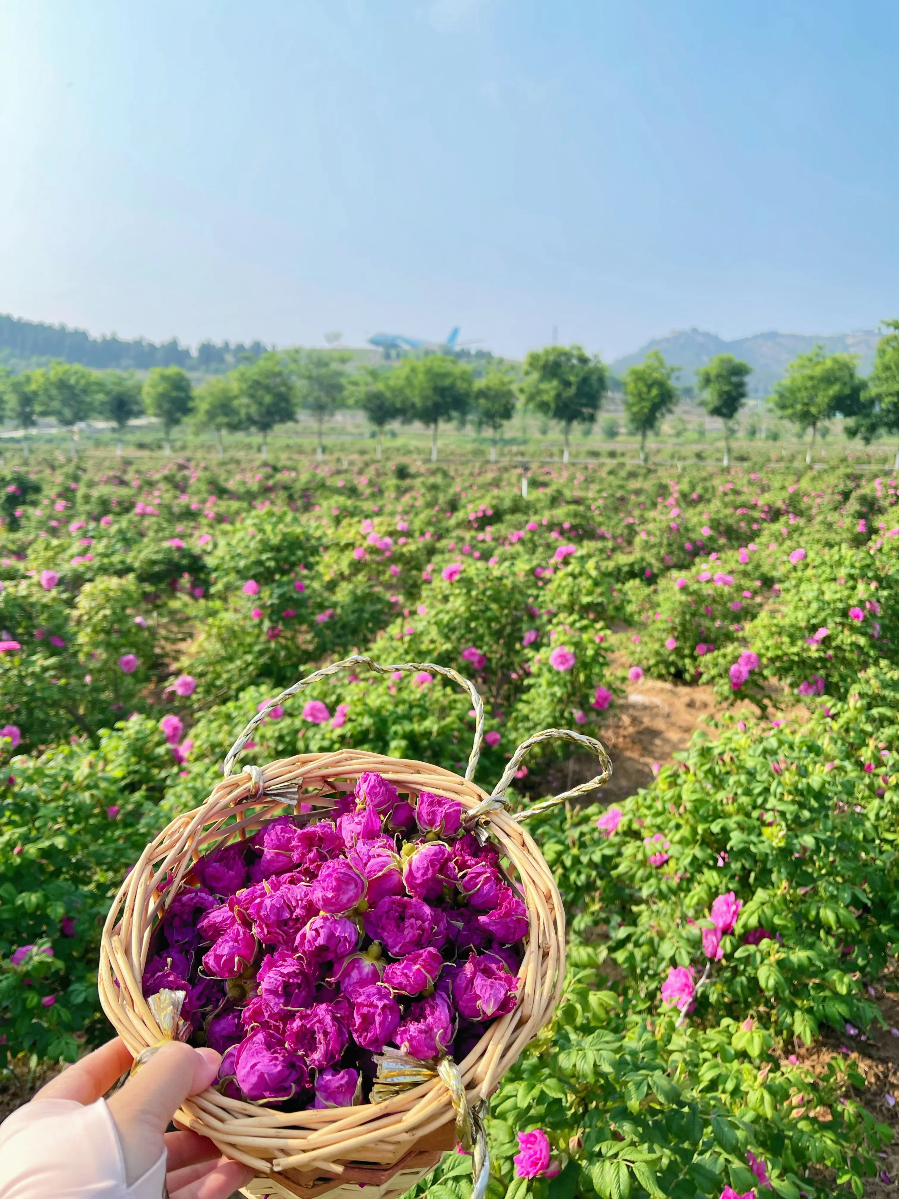 Opulent Dried Rose Corolla Tea Distinctive Pure Dried Rose Corolla Tea