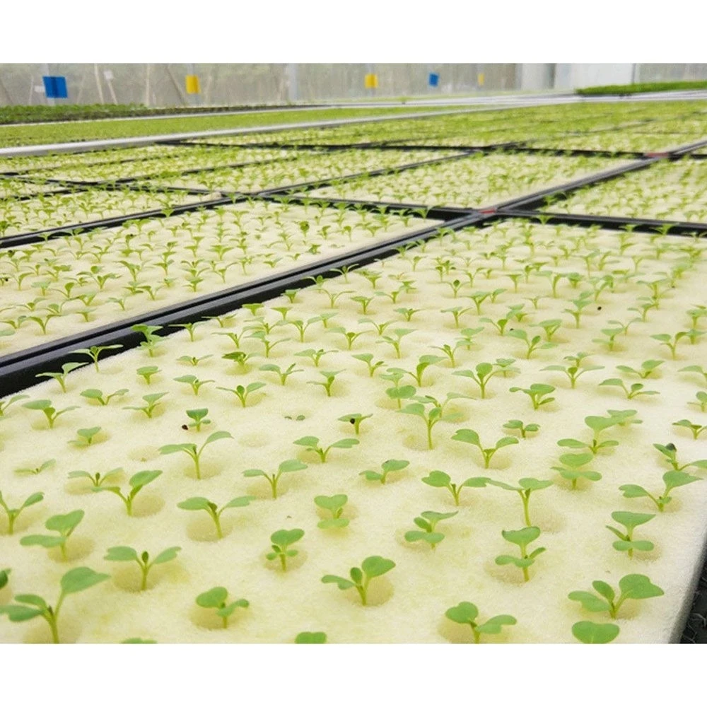 Custom Wholesale Seed Vegetable Hydroponic Seeding Planting Gowing Sponge Gourd Seeds for