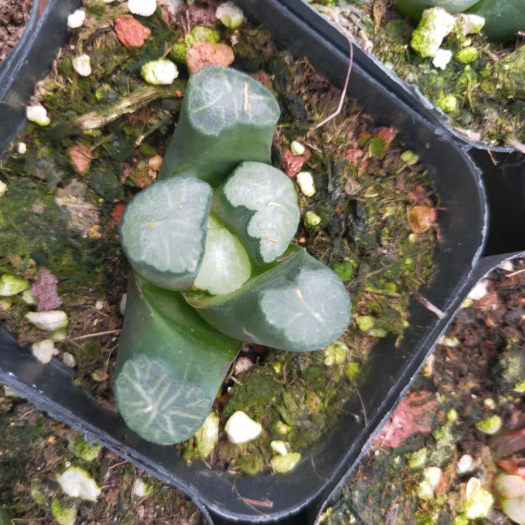 3-5cm Live Plant Haworthia truncata Okagami Decor for Nursery Real Natural Indoor Outdoor Plants