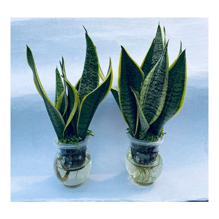 Живые бонсай домашние праиновые зеленые растения оптом Sansevieria