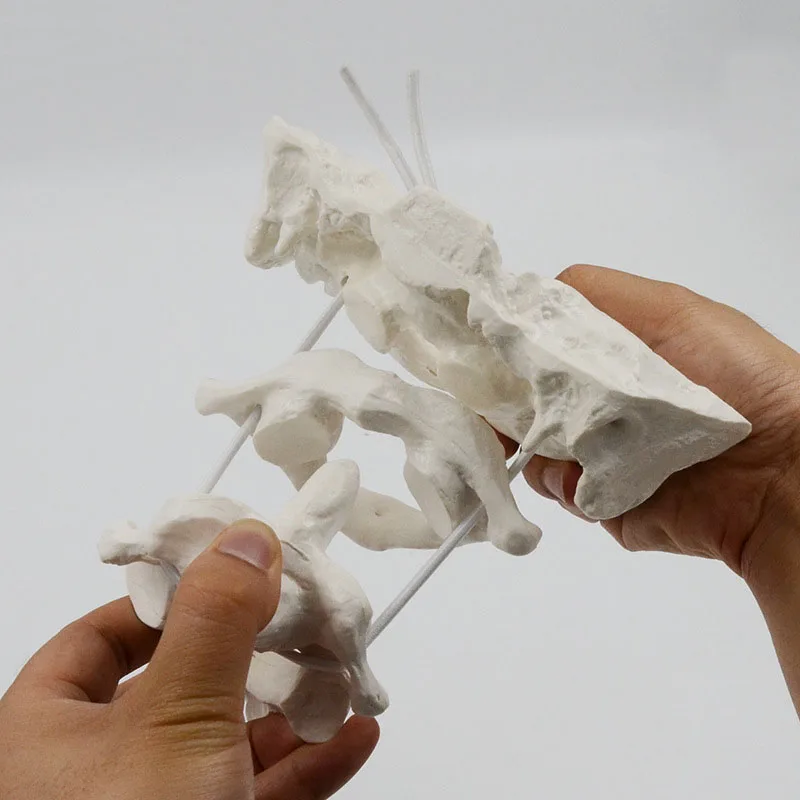 Detachable Human Occipital Bone Medical Anatomy Model With Atlas And Cardinal Vertebrae